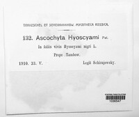 Ascochyta hyoscyami image